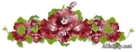 ��������� ��������, ����������, ������� � ������� - ������� PNG �� ���������� ����