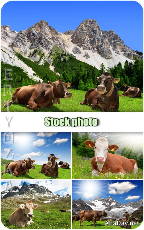 �������� ���, ������ /  Animal world, cows - Raster clipart