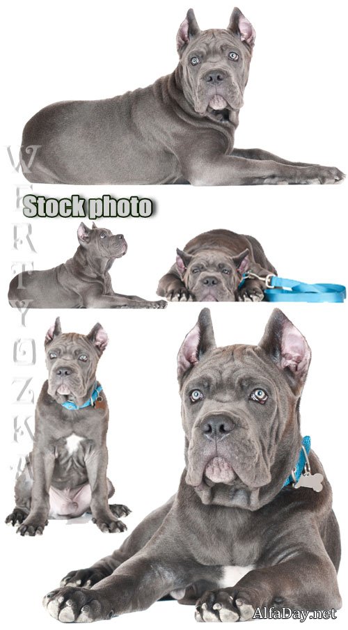 ���� �����, ������ ����� / Cane Corso, dog breed - Raster clipart