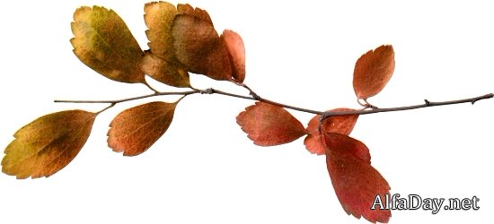 ������� ������ - ����� ��������� ��� ����������� �����