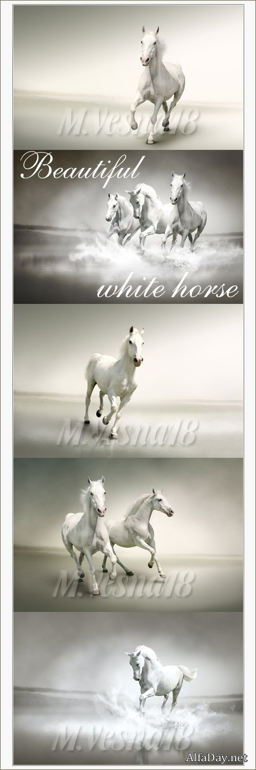 �������� ����� ������, ��������� ������� / Beautiful white horse, stock photo Beautiful white horse