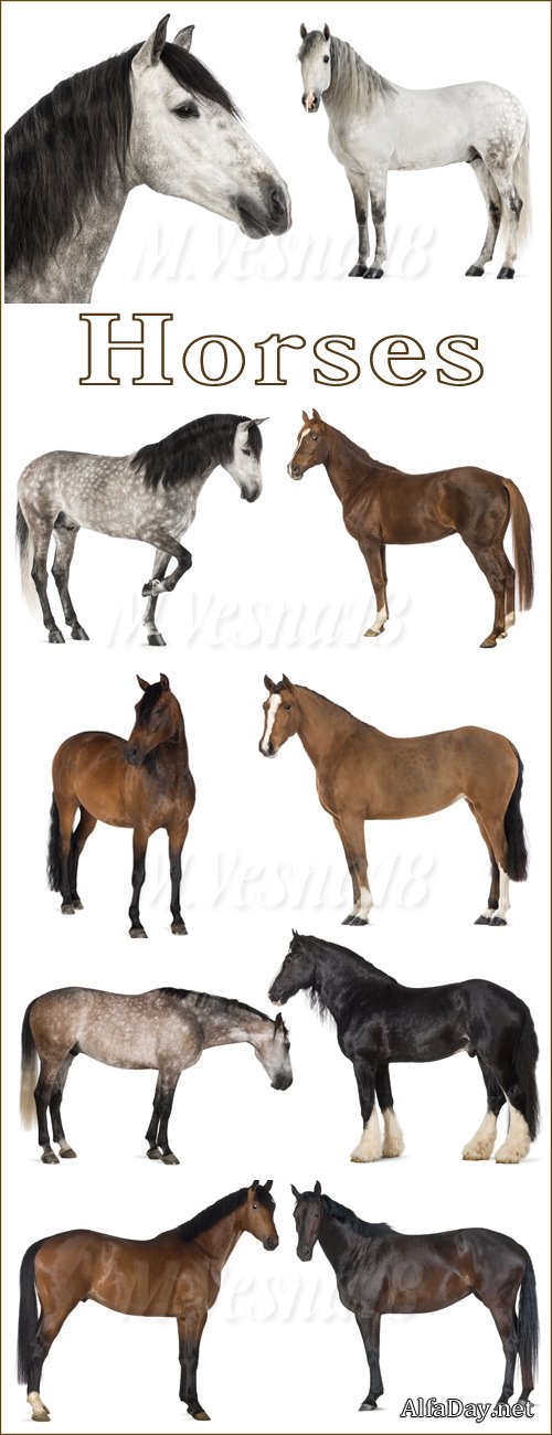 ������ �� ����� ����, ��������� ������� / A horse on a white background, raster clipart