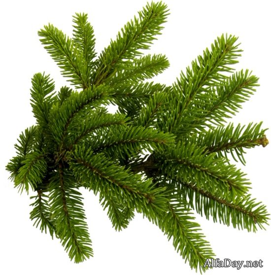 �������� ������ ����, ������� ������� - ������ �������