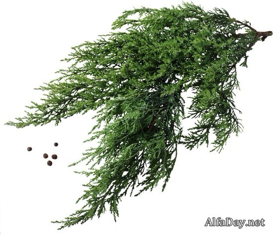 �������� ������ ����, ������� ������� - ������ �������