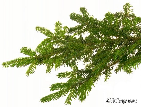 �������� ������ ����, ������� ������� - ������ �������