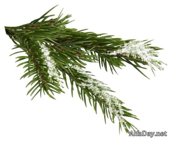 �������� ������ ����, ������� ������� - ������ �������