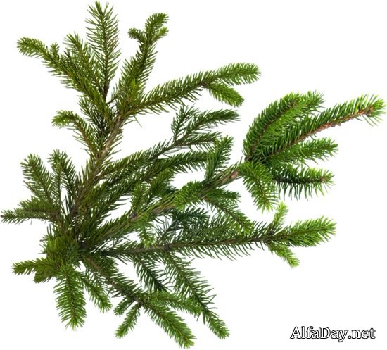 �������� ������ ����, ������� ������� - ������ �������