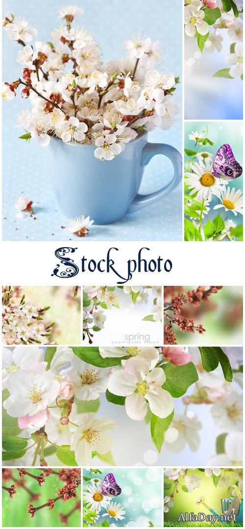 Spring backgrounds with flowers- stock photo