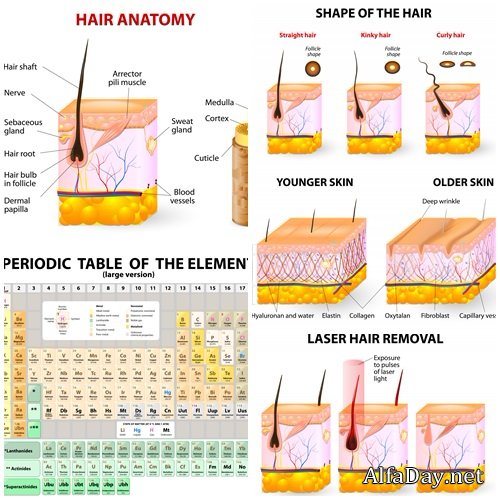 Shape of the hair and hair anatomy - vector stock
