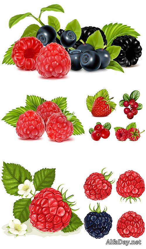 Raspberries, strawberries, blueberries, berries vector