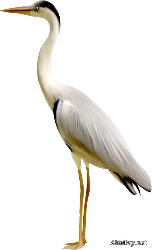 ������, ������ �����, ��������, ���� - ������� �� ���������� ����