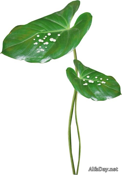 ������, ������ �����, ��������, ���� - ������� �� ���������� ����