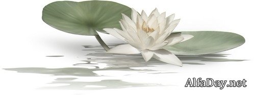 ������, ������ �����, ��������, ���� - ������� �� ���������� ����