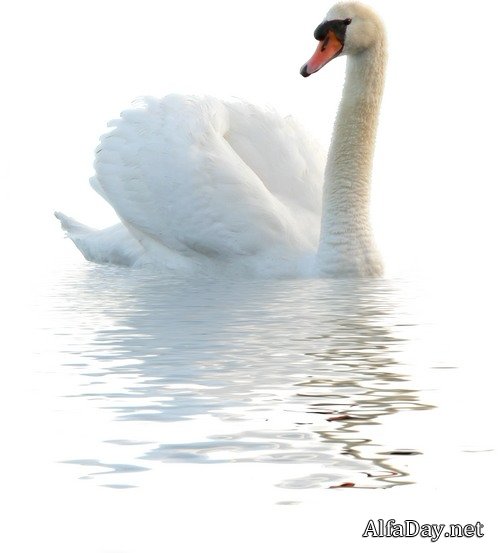 ������, ������ �����, ��������, ���� - ������� �� ���������� ����