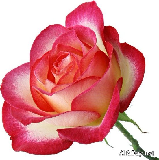 ����, ������������ ������ ��� - ������� �� ����� � ���������� ����