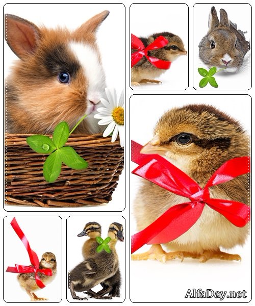 Easter animals - stock photo