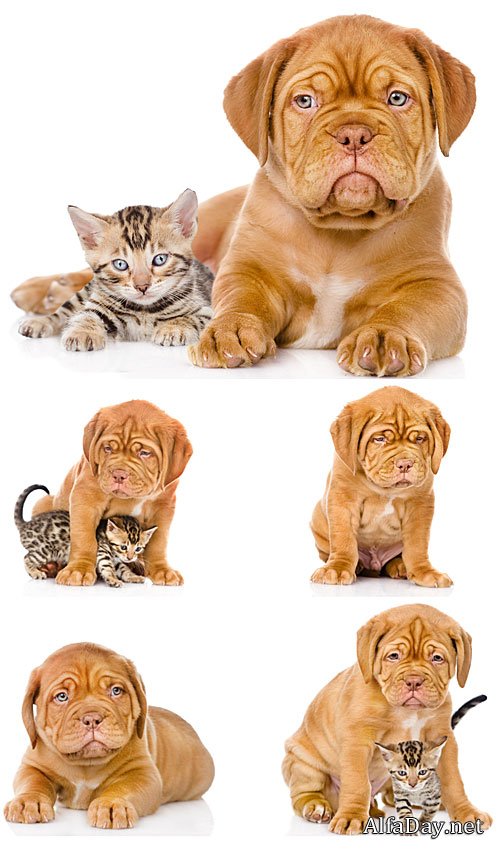 ��������� ���, ��������� ����� � �������� / Dogue de Bordeaux, a little puppy with a kitten - Stock photo