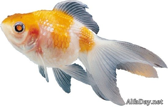 ����������� ����� - ������� �� ����� � ���������� ����