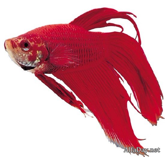 ����������� ����� - ������� �� ����� � ���������� ����