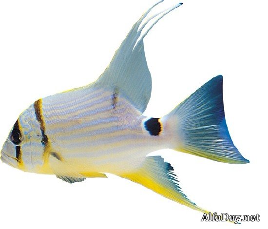 ����������� ����� - ������� �� ����� � ���������� ����