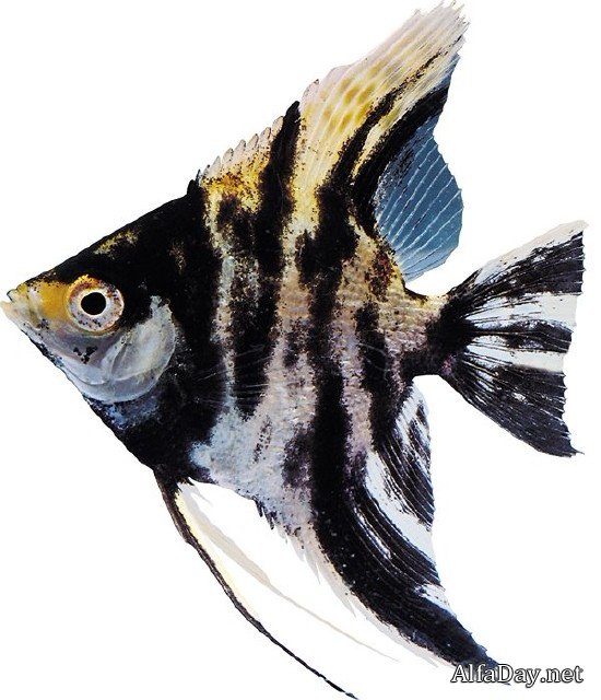 ����������� ����� - ������� �� ����� � ���������� ����