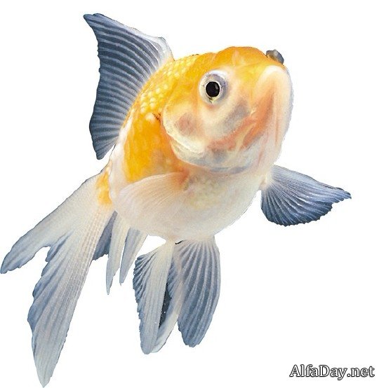 ����������� ����� - ������� �� ����� � ���������� ����