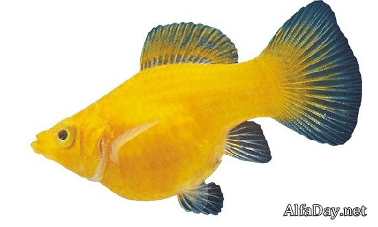 ����������� ����� - ������� �� ����� � ���������� ����