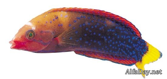 ����������� ����� - ������� �� ����� � ���������� ����