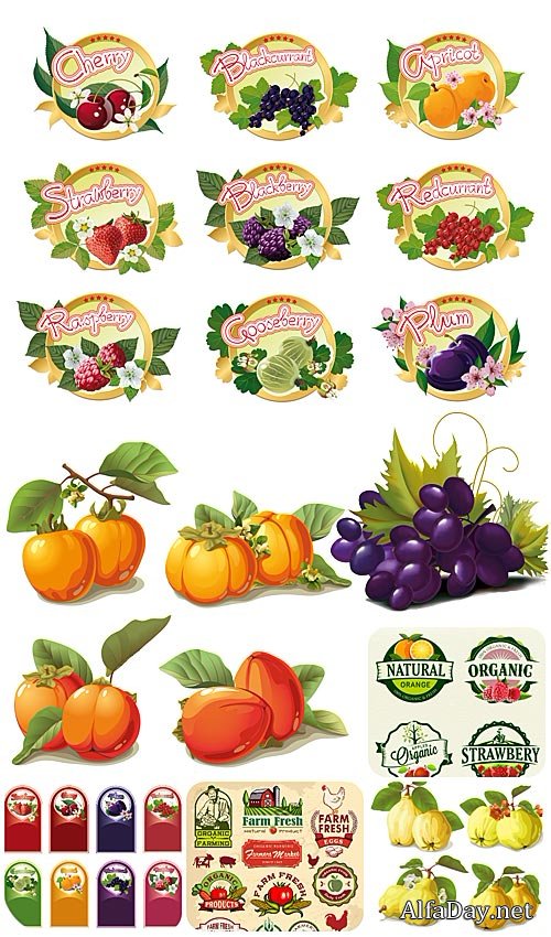 ��������, ������ � ����� � ������� / Labels, fruits and berries vector