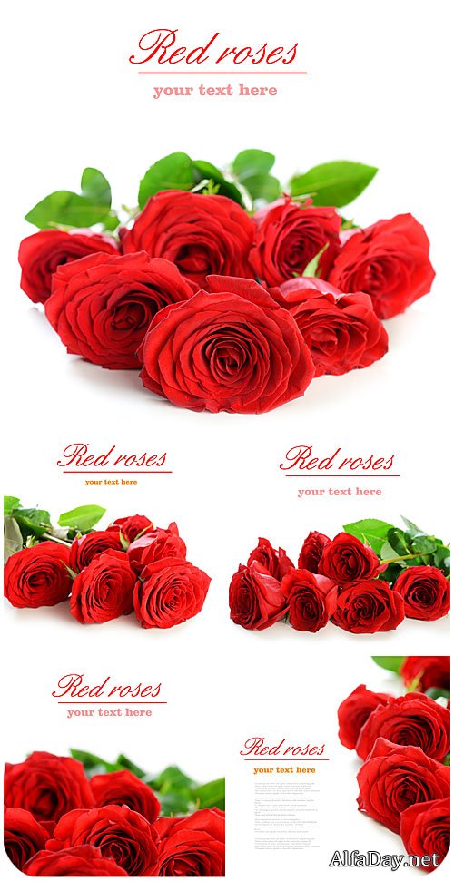 ������� ����, ������ ������  / Red roses, bouquets of flowers