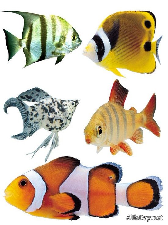 ��������� ���: ����������� ����� �� ���������� ����