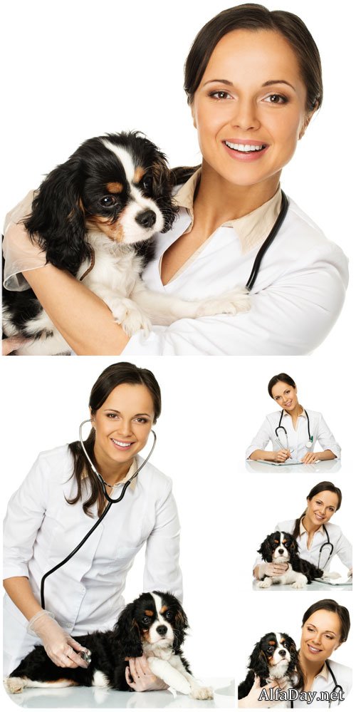 ������������ ������ � �������� / Veterinary doctor with a dog - Stock Photo