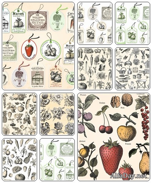Fruit and vegetables in vintage style - vector stock