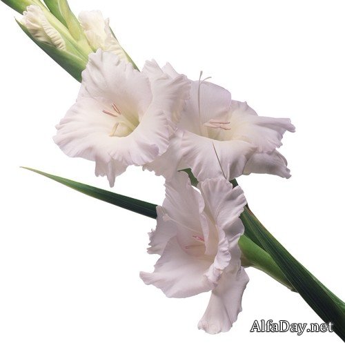 ��������� ������ - ��������� - ������� �� ���������� ����