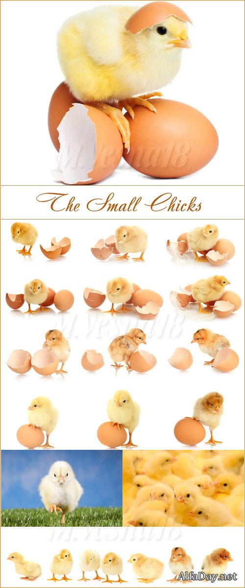 �������, ��������� ������� /The Small Chicks, stock images