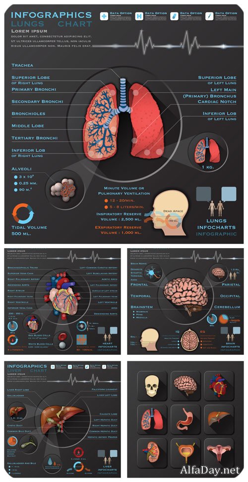 ��������, ����������� � ������� / Medicine, infographics vector