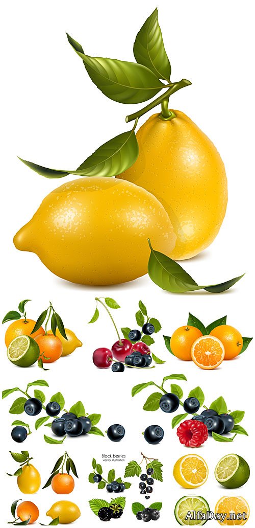 ���������� � �������, �������, ����� � ������ / Vector citrus, blueberries, cherries and raspberries