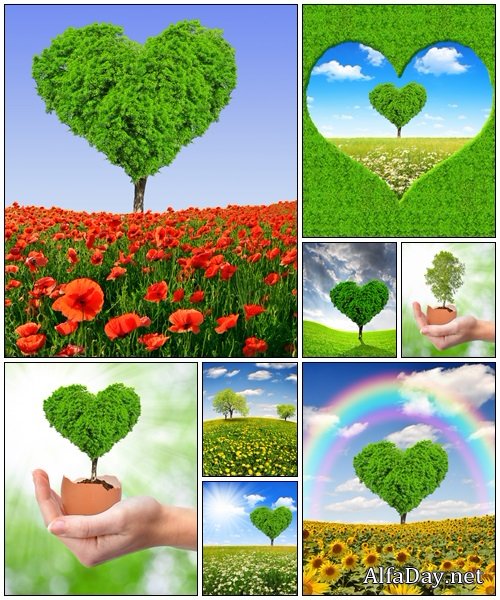 Heart tree - Stock Photo