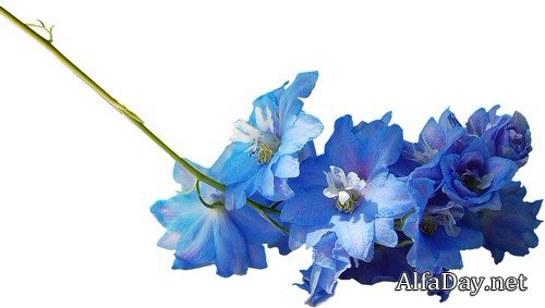 ����� �����, ����, ���������, ����, ����� - ������� �� ���������� ����