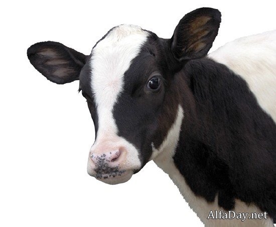 �������� ����, �������, �����, ������ - ������� �� ���������� � ����� ����