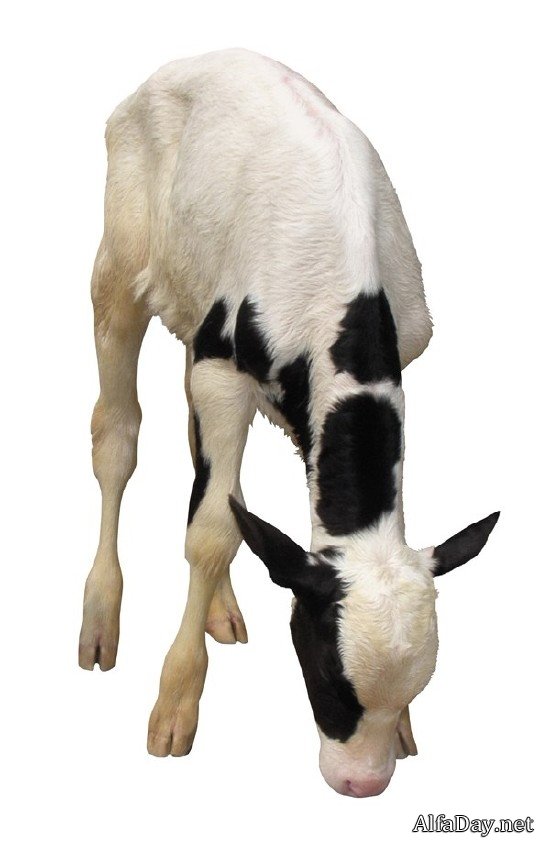 �������� ����, �������, �����, ������ - ������� �� ���������� � ����� ����