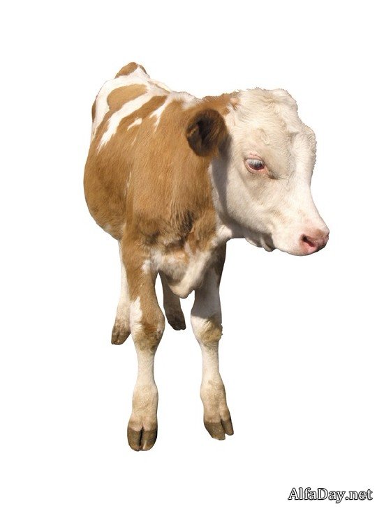 �������� ����, �������, �����, ������ - ������� �� ���������� � ����� ����