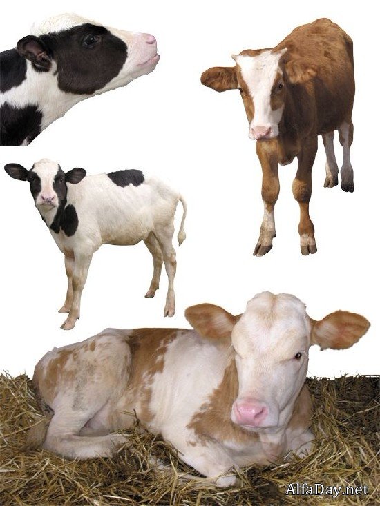 �������� ����, �������, �����, ������ - ������� �� ���������� � ����� ����