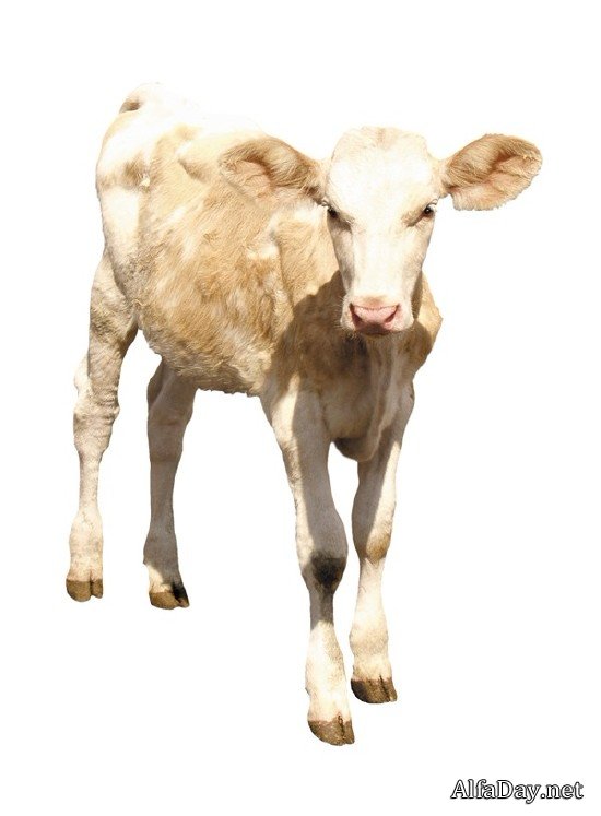 �������� ����, �������, �����, ������ - ������� �� ���������� � ����� ����