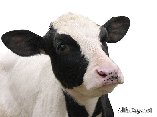 �������� ����, �������, �����, ������ - ������� �� ���������� � ����� ����