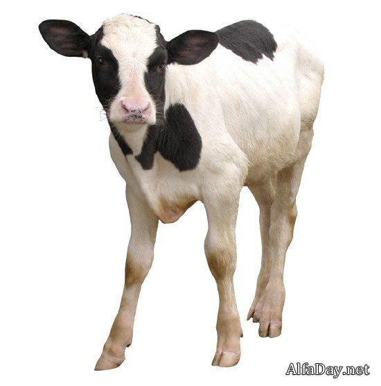 �������� ����, �������, �����, ������ - ������� �� ���������� � ����� ����