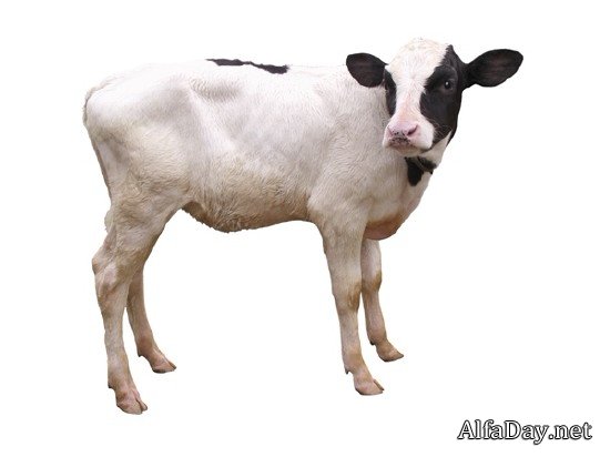 �������� ����, �������, �����, ������ - ������� �� ���������� � ����� ����