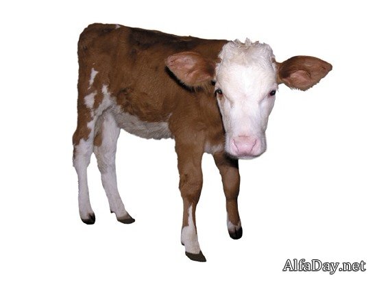 �������� ����, �������, �����, ������ - ������� �� ���������� � ����� ����