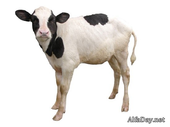 �������� ����, �������, �����, ������ - ������� �� ���������� � ����� ����