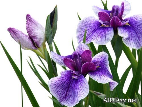 ���� - ����-������